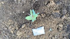 La bolsa en la que se han combinado los nutrientes se echa a unos diez cent�metros del plant�n y luego se pisa