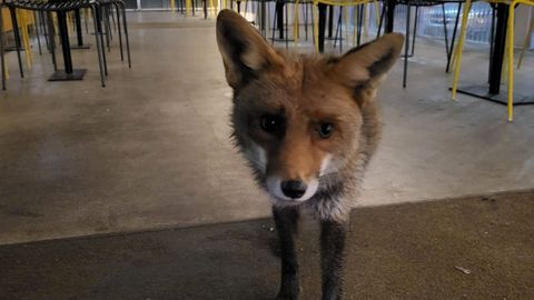 El zorro visita el hotel San Cibrao cada da