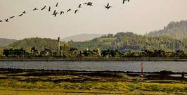 Un vallado de troncos de pino y arbolado, junto al revestimiento de madera de las calderas, son los puntos b�sicos de la idea ganadora.