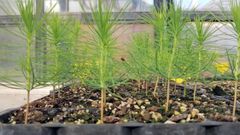 La memoria de los pinos