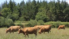 La actividad ganadera est� muy presente en buena parte del municipio de Friol