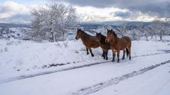 Estampas de la nevada en la aldea de O Busto, a m�s de mil metros de altura