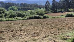 Un tractor, este martes, trabajando en una de las fincas de Santa Marta de Bergondo.