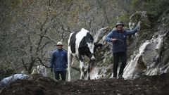 Rescatan entre aplausos a la vaca atrapada durante cuatro d�as en el r�o Deza