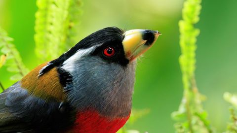 El retrato de un Toncan Barbet