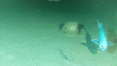 Imagen captada por el IEO con la c�mara fondeada a 1000 metros de profundidad frente a las costas de Santander