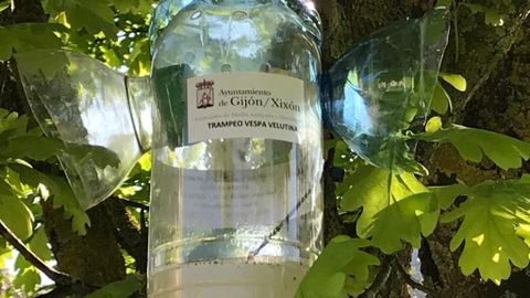 Trampa contra la avispa asi�tica