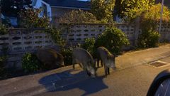 jabal�es en Mera, cerca del campo de f�tbol.