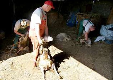 La cuadrilla de esquiladores, en una explotación de Santa María do Monte, en Triacastela.