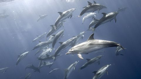 Los delfines son algunos de los protagonistas de su serie sobre las Azores