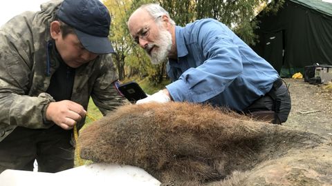 Dos investigadores analizan la piel de mamut excavada del permafrost en Siberia