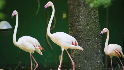 En Avifauna se pueden ver aves de unas 150 especies originarias de todo el mundo. Los flamencos son de los animales ms populares