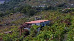Una construcci�n de bloques de cemento en medio de un vi�edo en O Savi�ao, en una imagen del a�o 2001