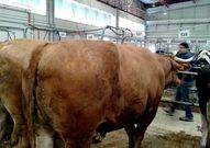 Este buey fue adquirido por un matadero monfortino en 5.021 euros.