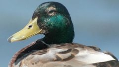 pato
