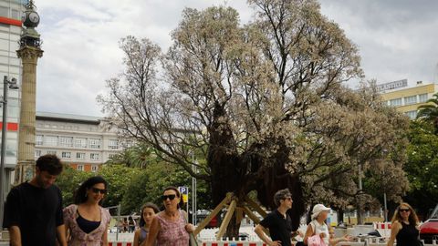 El metrosidero, con las hojas secas, todav�a est� vallado y con el tronco apuntalado 