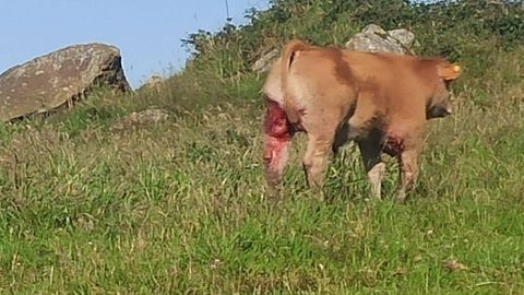 Un ternero con heridas en dos zonas distintas