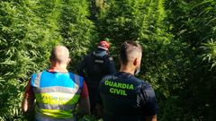 Desmantelan una plantaci�n de marihuana en O Porri�o