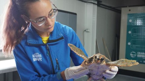 Investigadores se muestran extra�ados por la llegada de ejemplares de tortuga boba a las costas asturianas