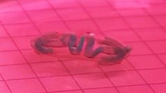 El bio-robot desarrollado por el IBEC que nada