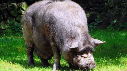 Ejemplar de cerdo vietnamita