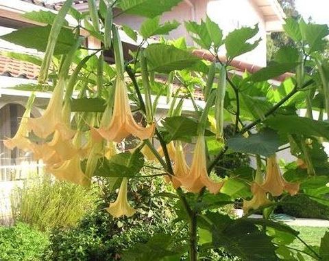 La escopolamina se encuentra en el fruto de estas plantas.
