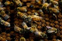 El fen�meno amenaza a los panales de todo Estados Unidos.