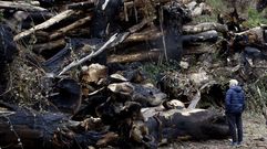 As&iacute; est&aacute;n ahora los casta&ntilde;os de Vilar do Courel, tres a&ntilde;os despu&eacute;s del incendio