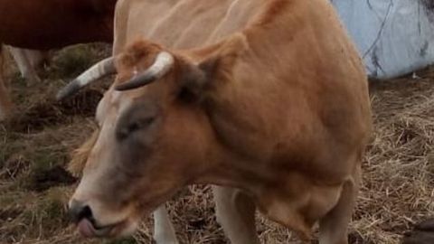 La vaca Estrela tiene tres aos y est preada de ocho meses