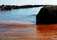 Las noctilucas ti�en el mar como puede verse en esta imagen. 
