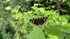 A feiticeira (Vanessa atalanta) � unha bolboreta migratoria que nos visita no ver�n.