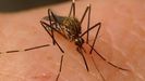 Un aedes japonicus