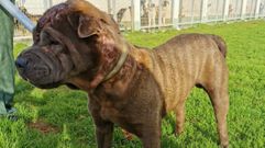 As� es Chuchi, el shar pei de Oleiros