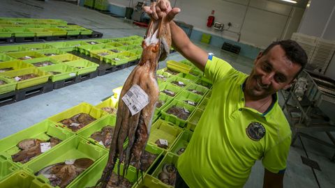 Un espl�ndido pulpo gallego de 5,4 kilos se subast� en la lonja de Ribeira el 5 de agosto del 2026. 