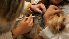 Vacunaci�n de un perro en una cl�nica veterinaria, en una imagen de archivo