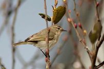 Ejemplar de mosquitero siberiano avistado en Arteixo.