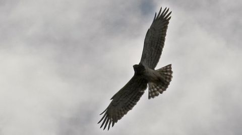 El guila culebrera es una de las rapaces que frecuentan el can del Sil