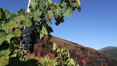 Uvas, en imagen de archivo.