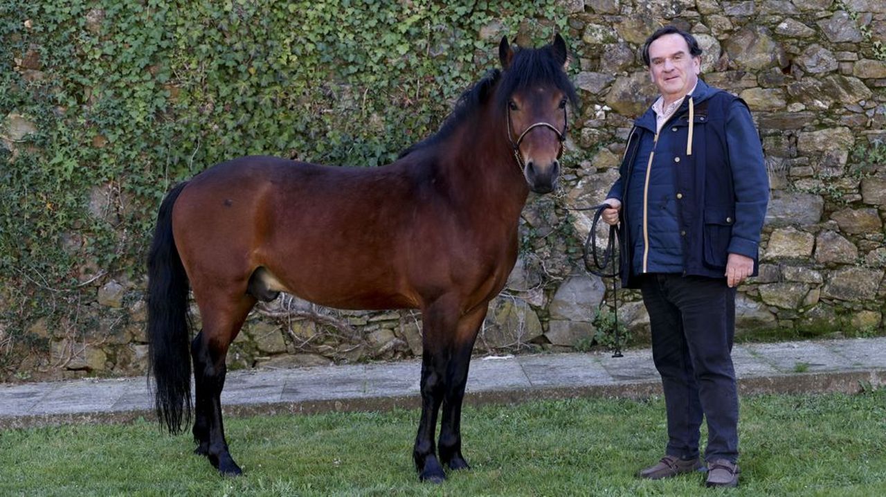 La Copa Galicia de morfología de caballos y yeguas comenzará en abril en la padronesa Feira da Pascua