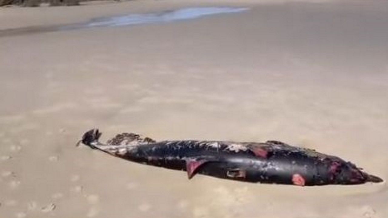 Nuevo varamiento de un cetáceo, esta vez en la playa de A Arnela, Carballo