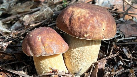 Ejemplares de la seta comestible Boletus edulis en la parroquia de Caneda, en Monforte