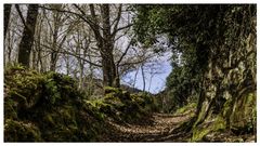 Vista dunha corredoira nun tramo do Cami�o Mi�oto Ribeiro entre Pazos de Arenteiro e Soutelo de Montes, nunha imaxe que mostra a p�xina caminominotoribeiro.com, completa web na que se pode atopar o trazado detallado das nove etapas, a s�a xeolocalizaci�n ou a descarga da gu�a da ruta