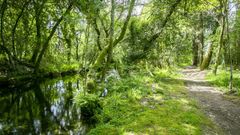 El sendero del r�o Te destaca por las especies aut�ctonas que lo rodean