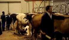 Las mejores vacas se pagaron ayer de media a 1.547 euros.