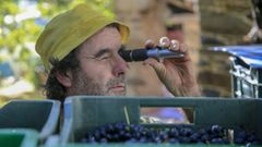 Un bodeguero mide el contenido de az�cares de la uva mediante un refract�metro