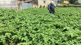 Aplicacin de productos fitosanitarios en una plantacin de patatas, en una imagen de archivo