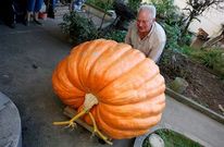 La altura de la calabaza supera la cintura de una persona de estatura media.