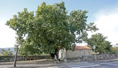 El carballo de Santa Margarita, en una imagen tomada ayer, es todo un s�mbolo de la parroquia pontevedresa de Mourente. 