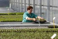 Una trabajadora de la cooperativa retira plantas destrozadas por el �Klaus� el pasado mes de febrero