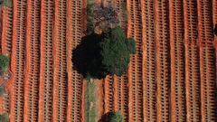 Vista a�rea desde un dron de nuevas fosas abiertas para enterrar a las v�ctimas mortales de la pandemia en el cementerio de Vila Formosa, el m�s grande de Am�rica Latina, en Sao Paulo